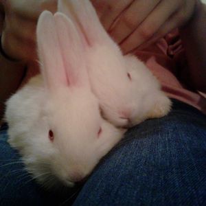 Meet your Posher, Melvin